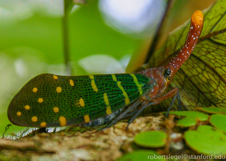 lantern beetle